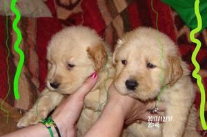 El mejor Regalo para Navidad super tierno Golden Puros.