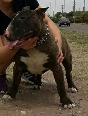 Excelentes cachorros Bull terrier