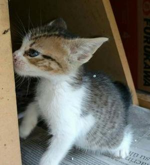 Gatitos Bebés 3 Meses Se Regalan Con Seguimiento