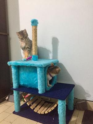 Rascador-cucha Para Gato Precio Especial Mes Aniversario