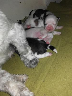 VENDO CACHORROS SHIH TZU