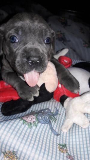 cane corso gris 36d