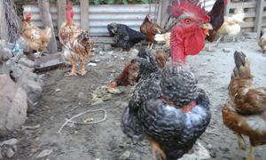 Gallos cuello pelon adultos