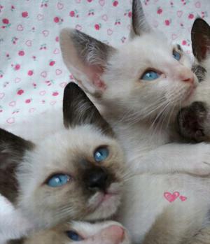 Hermosos Gatitos Siameses