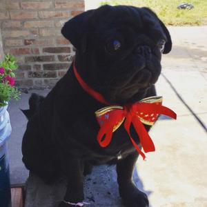 Pug carlino para servicio