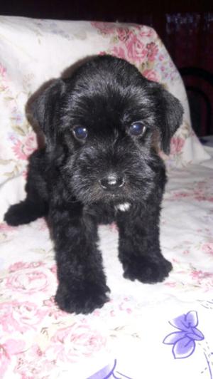 Schnauzer mini negra