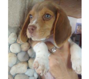 Ultima cachorrita beagle!!!