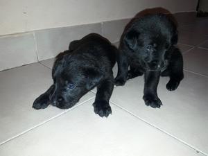Cachorros Labradores negros