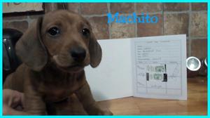 Cachorros Salchichas (Mini Daschshund)