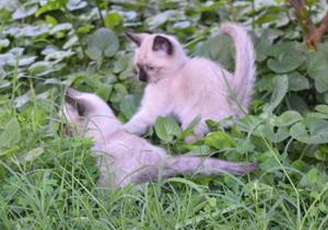 GATITOS SIAMESES PUROS!!