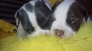 Hermosos cachorros american bully