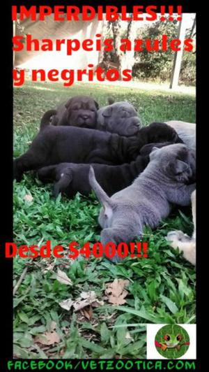 IMPERDIBLES CACHORRITOS SHARPEIS BLUE y NEGROS