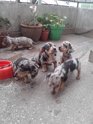 Salchichas mini arlequin cachorros y otros colores hembras y