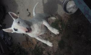 bullterrier 6 meses