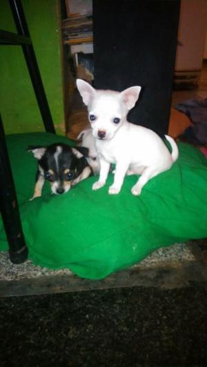 mira que lindos chihuahuas mini