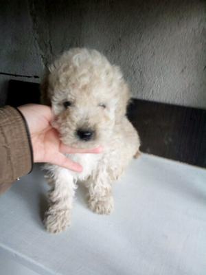 Caniche pura raza