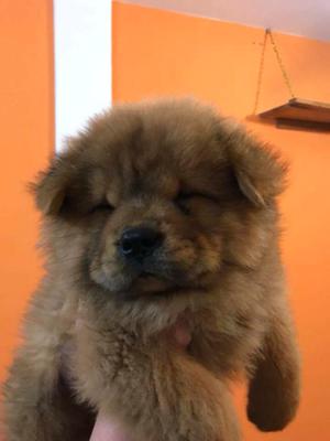 Chow chow cachorros