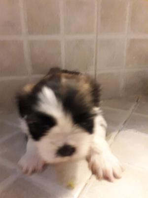 Shih tzu nacidos el 