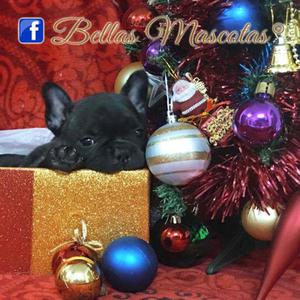 Alucinantes Cachorritos Bulldog Frances Para Navidad