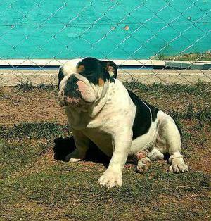 BULLDOG INGLES EXOTICOS