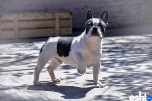 Bulldog frances macho pied