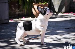 Bulldog frances macho pied