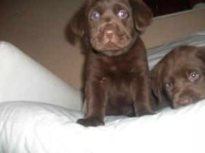 Cachorros Labrador color chocolate y negro con FCA