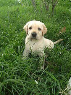 Cachorros Labradores Puros