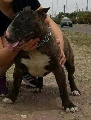 Excelentes cachorros Bull terrier