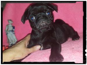 Hermosa Pug carlino