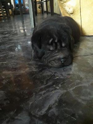 Hermosos Shar Pei