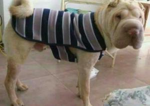 Shar Pei