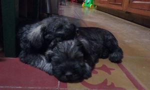 VENDO SCHNAUZER MINIATURA