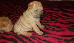 Vendo Cachorros Shar Pei