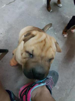 Vendo Shar Pei