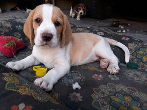 Vendo cachorritos beagles puros!