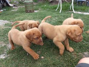 Vendo cachorros de dogo de Burdeo