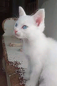 gatito angora turco59d