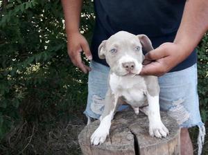 se venden cachorros de pitbull silver