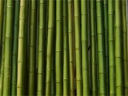 Cañas Bambu Por Unidad 1m El Mejor Precio De Mercado