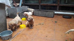 Cachorros de labrador