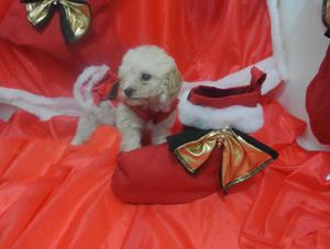 UNICOS CANICHE MICRO PARA NAVIDAD!! TARJETAS/ENVIOS