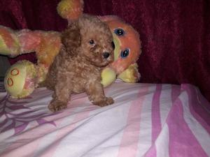 VENDO HERMOSO CANICHE MINI TOY MACHITO APRICOT CON VACUNA