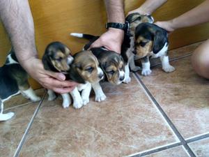 Vendo perros beagle tricolor