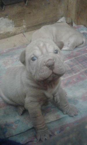 shar pei machos y hembras