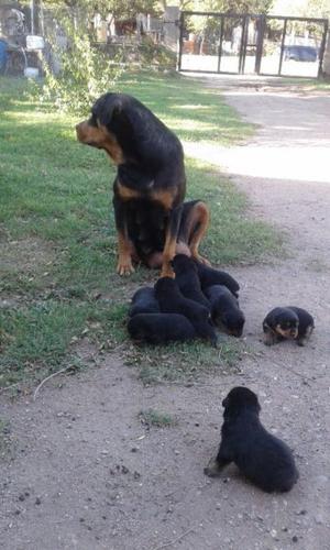 vendo cachorros Rotwailer