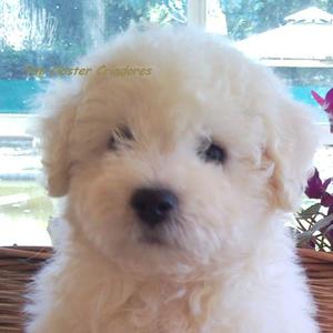 Bichon Frise Machos Con Pedigree De F C A!!