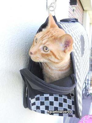 Bolso Viaje Mascotas *transportin* Para Gatitos Perritos