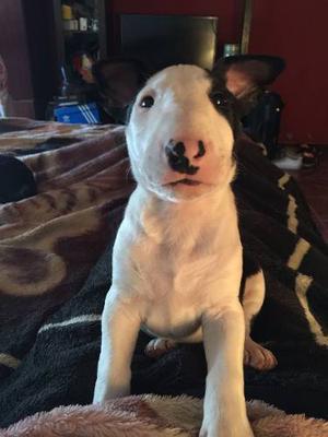 Bull Terrier Ingles Cachorros Con Fca 47 Dias..ya Vac Y Desp