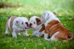 Bulldog Ingles (unicos)